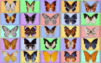 wallpaper-butterfly-14-ws